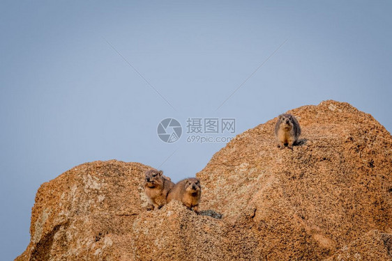 在南非皮拉内斯贝格公园的太阳下几处岩浆饼图片