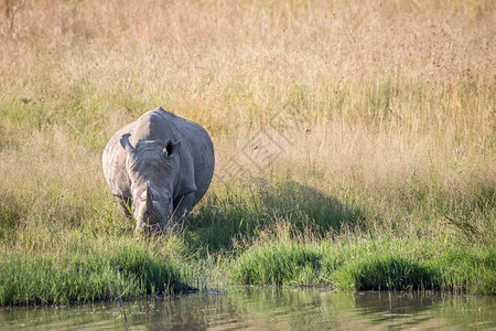 白犀牛站在水边南非图片