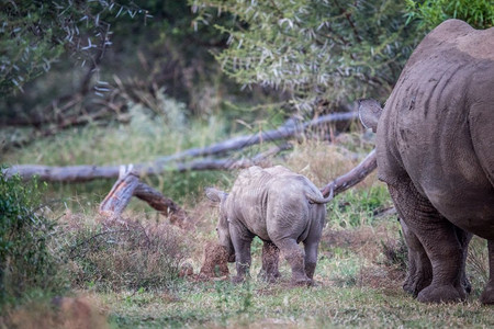 白犀牛宝和来自南非后方的母亲图片