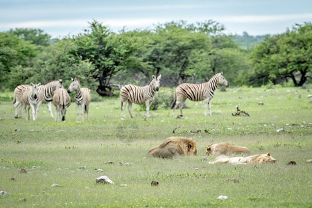 在纳米比亚Etosha公园Zebras群人面前睡觉的狮子大游行图片
