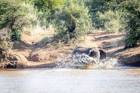 大象在南非皮拉内斯贝格公园的水坝里玩图片