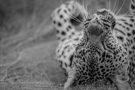 在南非克鲁格公园的草地上黑白躺在上图片