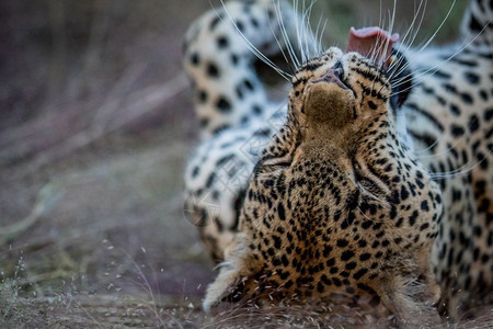 南非克鲁格公园的草地上躺着一头雌豹紧贴着一只雌豹图片