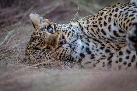 南非克鲁格公园的草地上躺着一头雌豹紧贴着一只雌豹图片