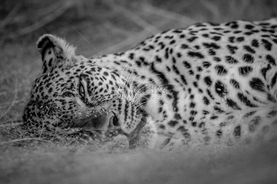 南非克鲁格公园的黑白草地上躺着一头雌豹图片