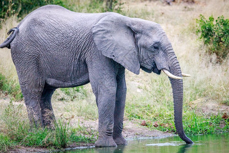 大象在南非克鲁格公园的水库里饮用图片