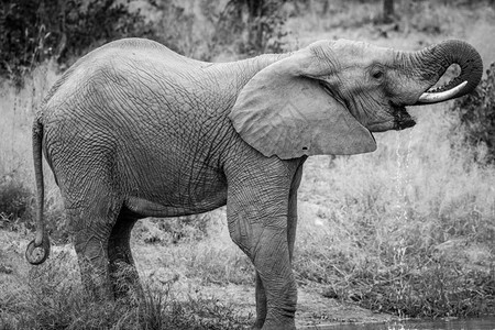大象在南非克鲁格公园的黑白水坝饮用图片