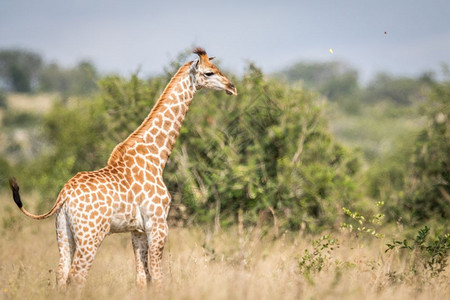 Giraffe站在南非克鲁格公园的高草地上高清图片