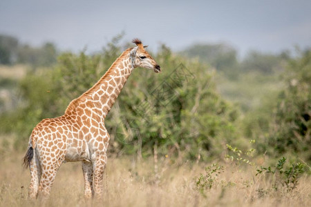 Giraffe站在南非克鲁格公园的高草地上图片