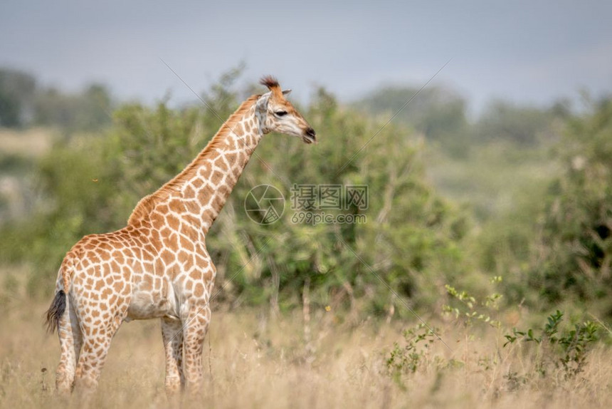 Giraffe站在南非克鲁格公园的高草地上图片