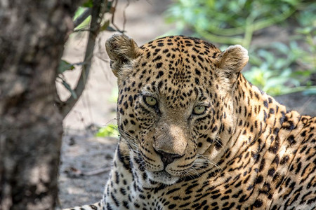 大雄豹在南非克鲁格公园的摄像头上表演图片