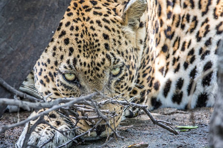 大雄豹在南非克鲁格公园的摄像头上表演图片