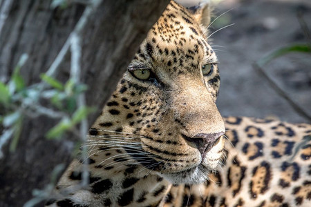 南非克鲁格公园男豹的侧面简介图片
