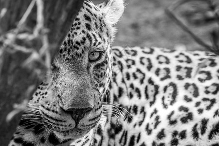在南非克鲁格公园的一棵黑白树后面以摄像机为主的雄豹子图片