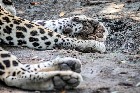 近秋南非克鲁格公园一只雄豹的爪子紧贴近背景