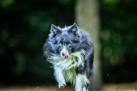 黑人和白边境Collie正向镜头跑来图片