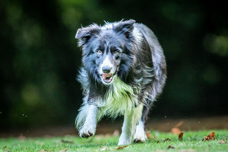 黑人和白边境Collie正向镜头跑来图片