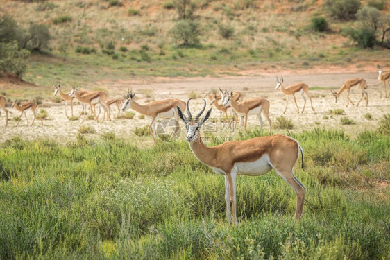 Springbok的牧群站在南非卡拉加迪跨越边境公园的草地上图片