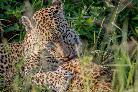 豹子在南非克鲁格公园培养另一只豹子图片