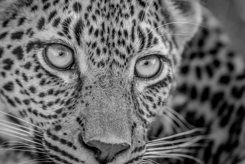 南非克鲁格公园黑白的年轻豹子脸部近距离接
