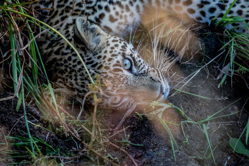年轻的豹子在南非克鲁格公园的摄像头上躺着看镜图片