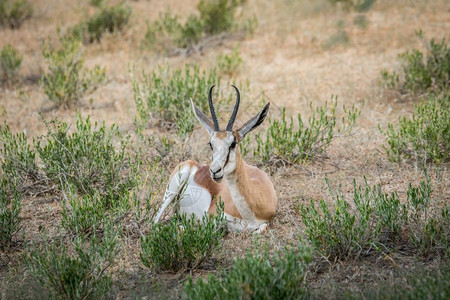 Springbok躺在南非卡拉加迪跨边界公园的草地上图片
