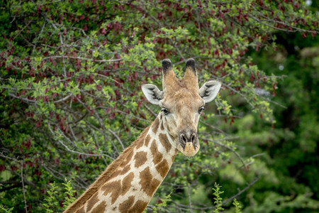 靠近纳米比亚Etosha公园的Giraffe图片