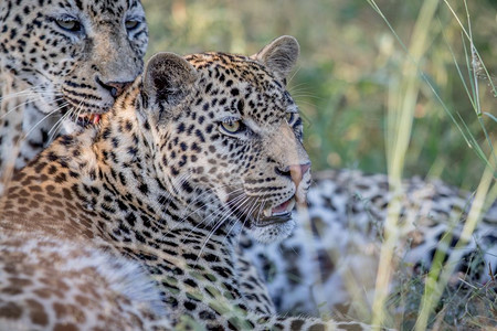 在南非克鲁格公园的草地上躺着两只豹子图片