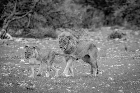 在纳米比亚Etosha公园黑白的草地上配对一狮子图片