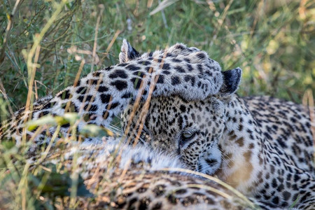 两个豹子在南非克鲁格公园比赛图片