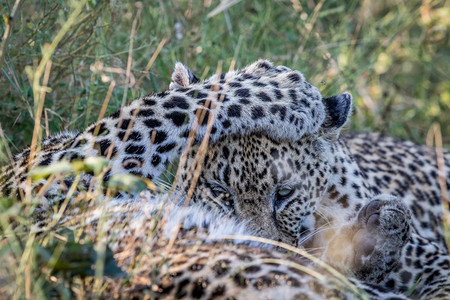 两个豹子在南非克鲁格公园比赛图片