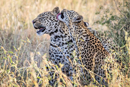 两个豹子在南非克鲁格公园结为一体图片