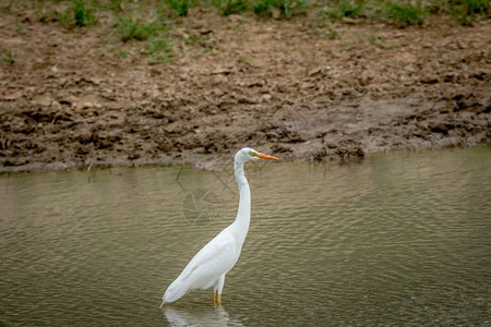 南非卡拉加迪跨越边境公园的水面上站立着黄色壳埃布雷特。图片