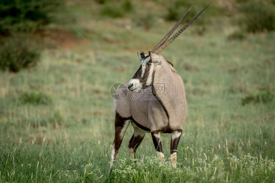 在南非卡拉加迪横越边境公园的Oryx侧面简介图片