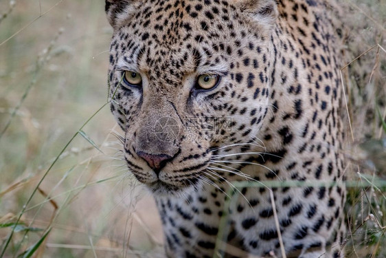 南非克鲁格公园的豹子侧面简介图片