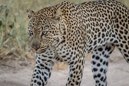 南非克鲁格公园一头雄豹的侧面简介图片