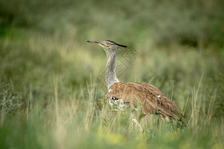 Koribuard在南非卡拉加迪横越边境公园的高草地上行走图片
