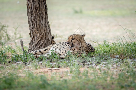 在南非卡拉加迪跨越边境公园的一棵树下躺在草地上的Cheetah图片