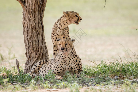 两个Cheetah兄弟在南非卡拉加迪跨越边境公园的一棵树下图片