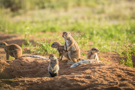 南非卡拉加迪跨界公园沙地中的松鼠群图片