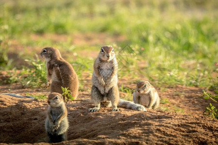 南非卡拉加迪跨界公园沙地中的松鼠群图片