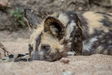 非洲野狗躺在南克鲁格公园的沙地上图片素材