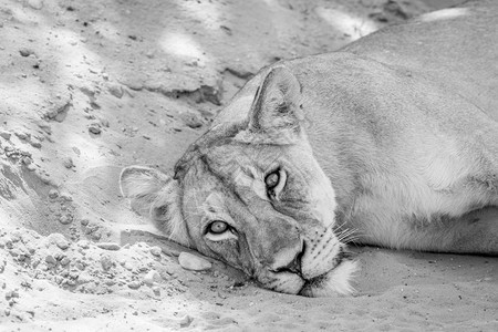 狮子在南非卡拉加迪横越边境公园以黑白为主角躺下图片