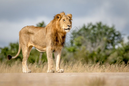 年轻的雄狮站在南非克鲁格公园看图片