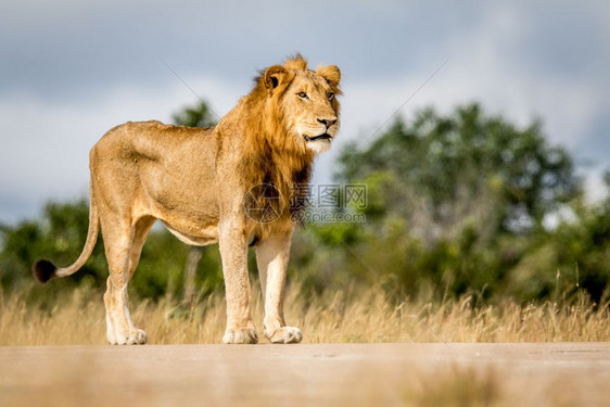 年轻的雄狮站在南非克鲁格公园看图片