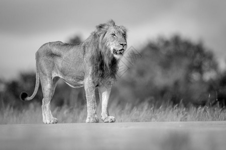 在南非克鲁格公园年轻男狮子站立图片