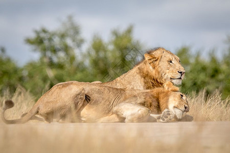 在南非克鲁格公园有两只年轻的雄狮图片