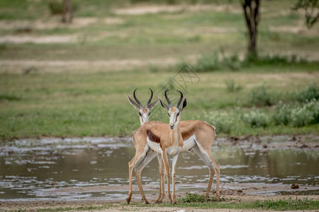 在南非卡拉加迪横越边境公园的摄影机前有两个春波克人图片