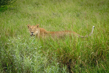 在博茨瓦纳中部卡拉哈里高原的草上站着狮子座图片