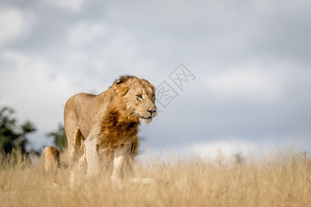 年轻的男狮子在南非克鲁格公园散步图片